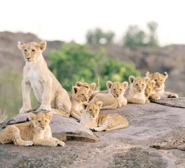 The best 5 days Tarangire, Serengeti, Ngorongoro in 2024 & 2025