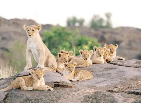 The best 5 days Tarangire, Serengeti, Ngorongoro in 2024 & 2025