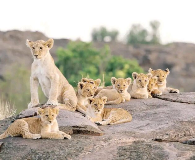 The best 5 days Tarangire, Serengeti, Ngorongoro in 2026 & 2027