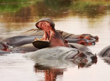 Tanzania safari tour packages