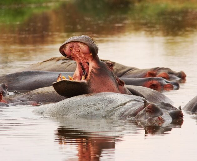 Tanzania safari tour packages