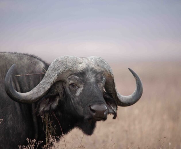 8-day Tanzania Northern Circuit Safari