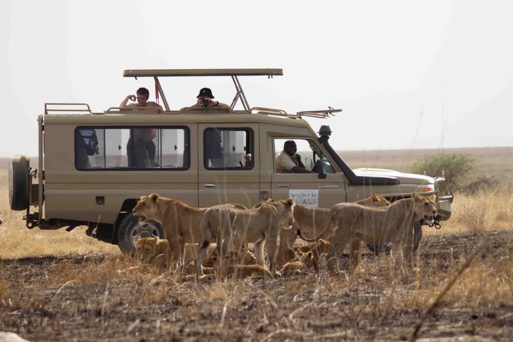 2 days Tanzania safari tour to Tarangire - Ngorongoro