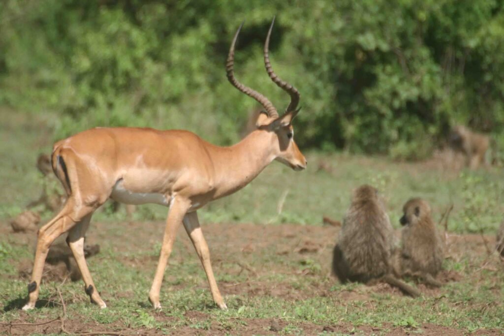 8-day Tanzania Northern Circuit Safari