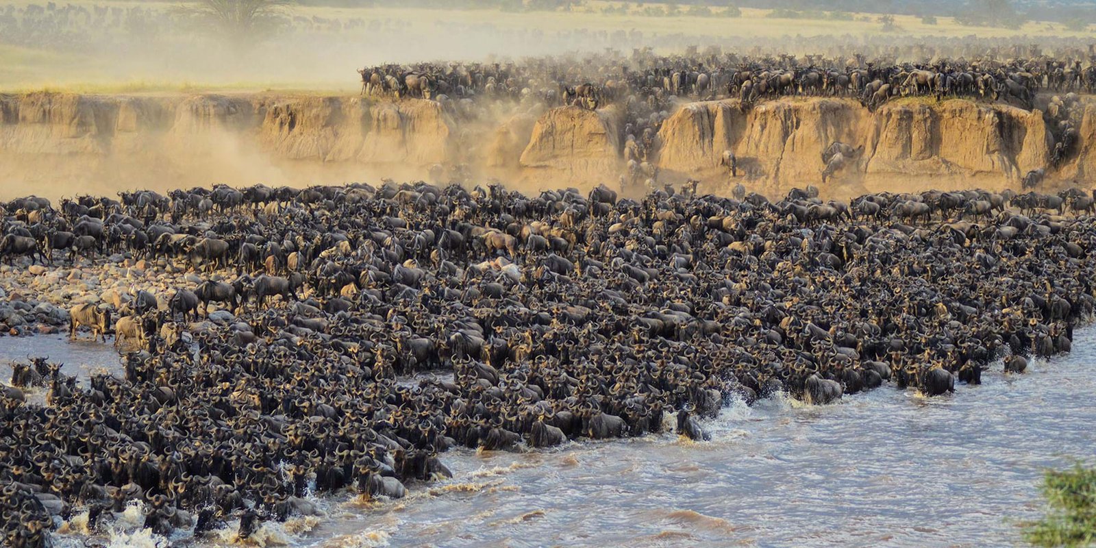 2026 African Safaris : Where to See the Great Migration