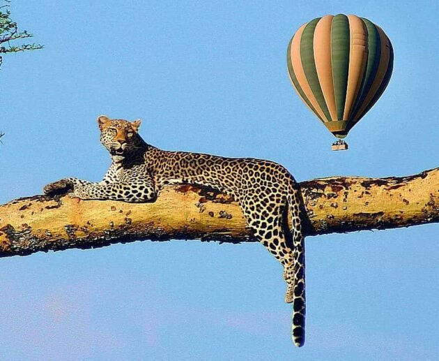 3 days Serengeti Balloon Safari