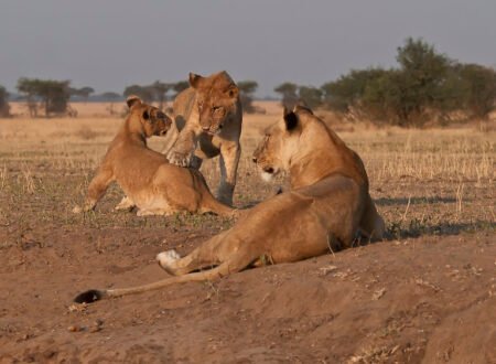 Planning African Safari : Top Tips for an Adventure of a Lifetime