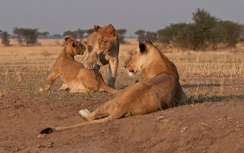 8-Day Tanzania Budget Camping Safari