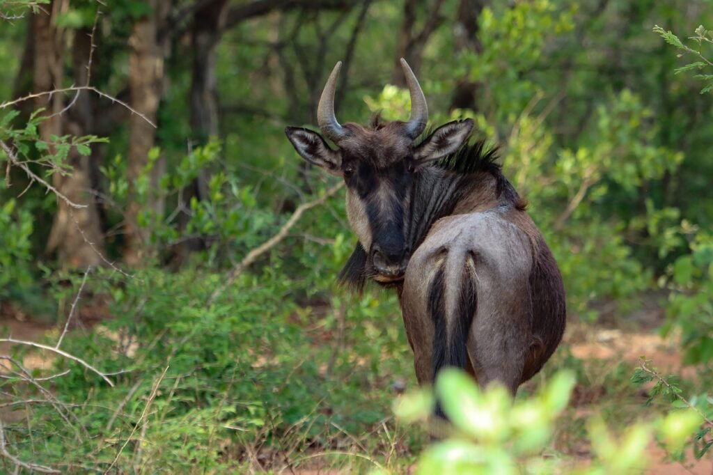 5-day Great Serengeti Migration Safari