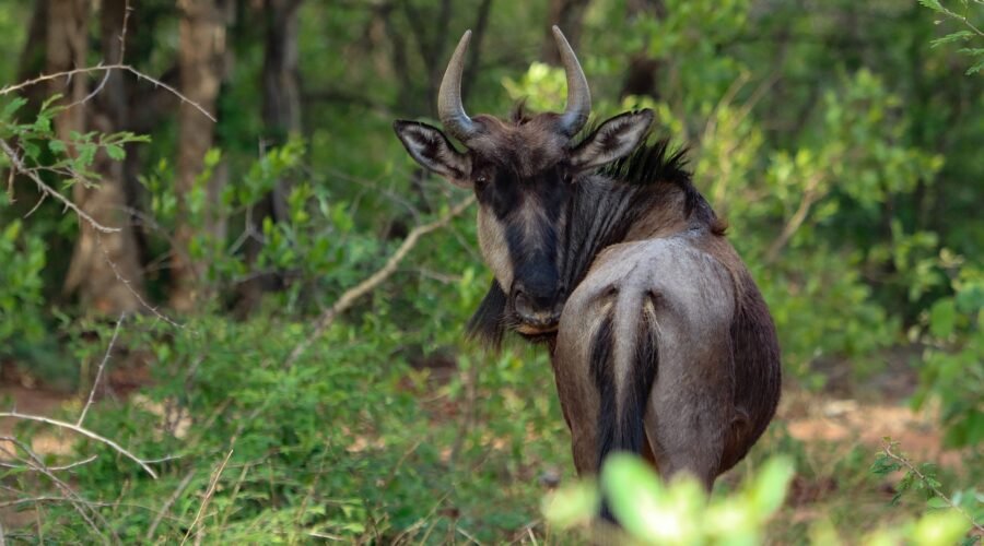 5-day Great Serengeti Migration Safari