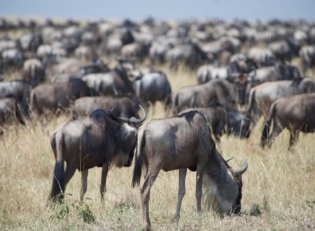 5-day Great Serengeti Migration Safari