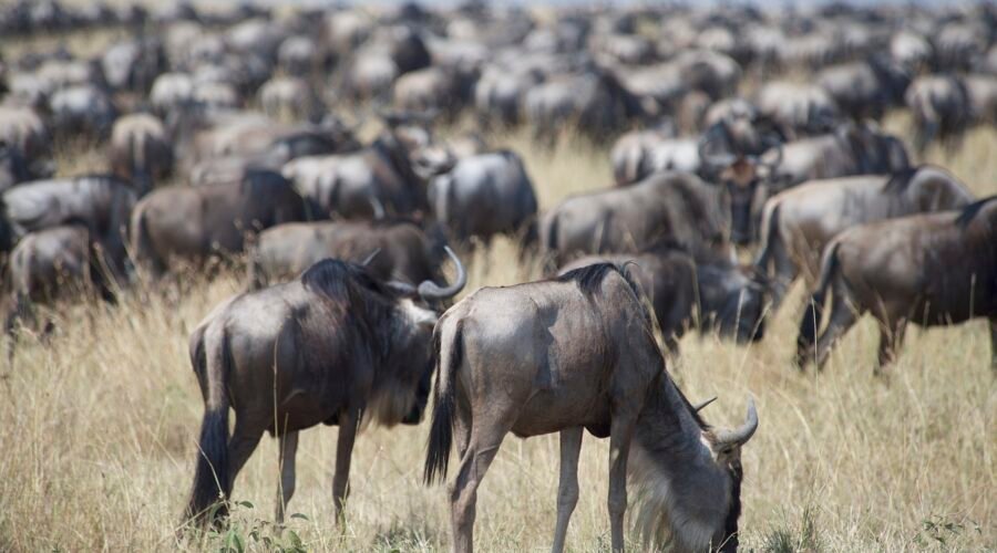 5-day Great Serengeti Migration Safari