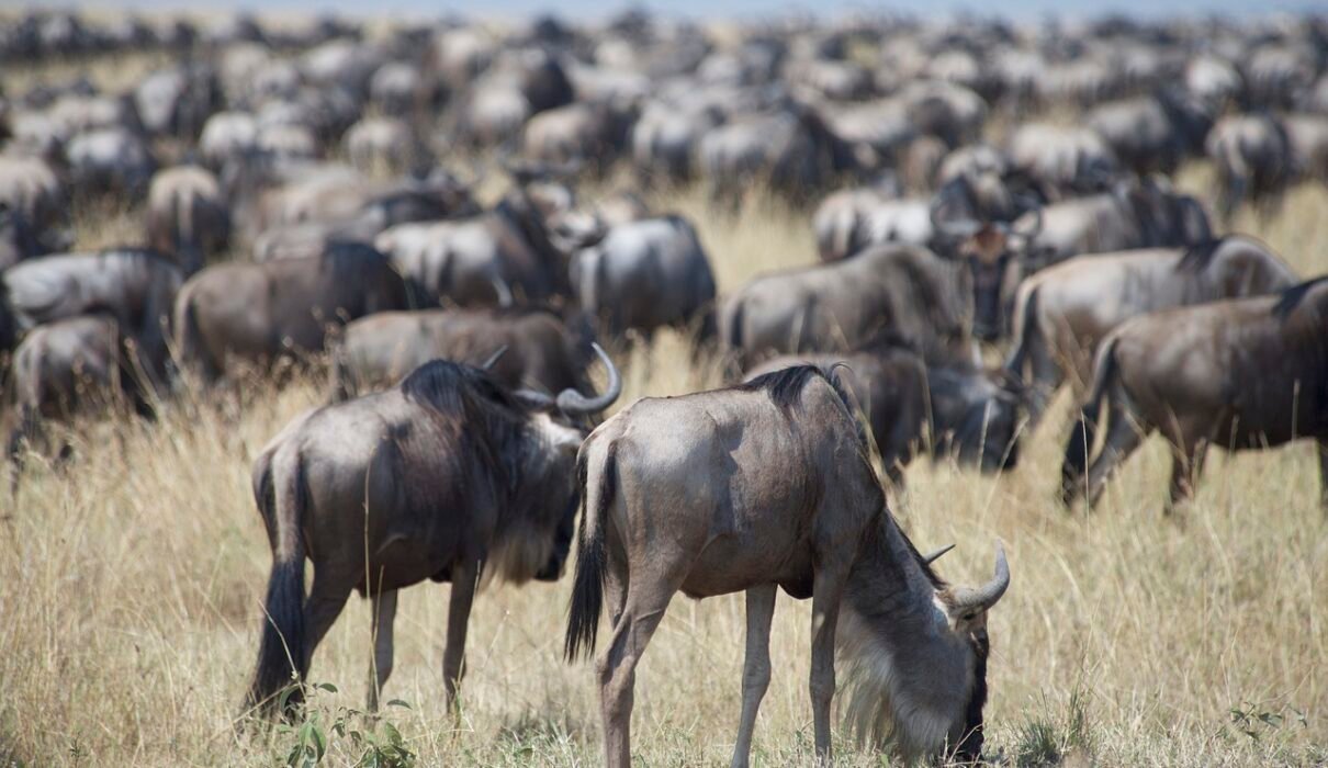 6 days greatest Serengeti wildbeest safari