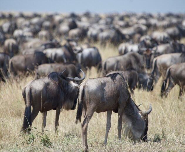 6 days greatest Serengeti wildbeest safari