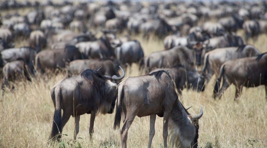 6 days greatest Serengeti wildbeest safari