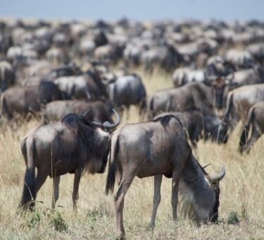 4 days Serengeti Luxury Migration Safari