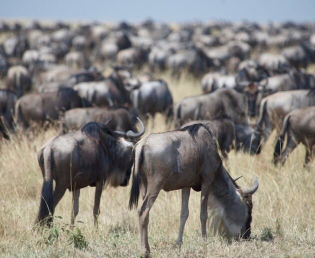 4 days Serengeti Luxury Migration Safari