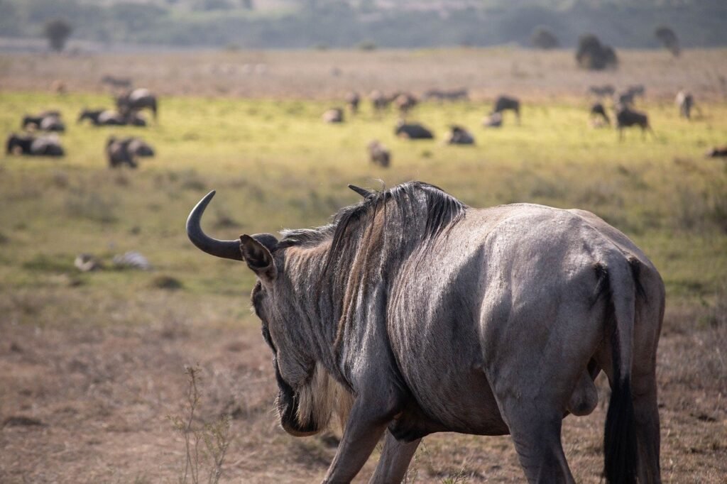 6 days greatest Serengeti wildbeest safari