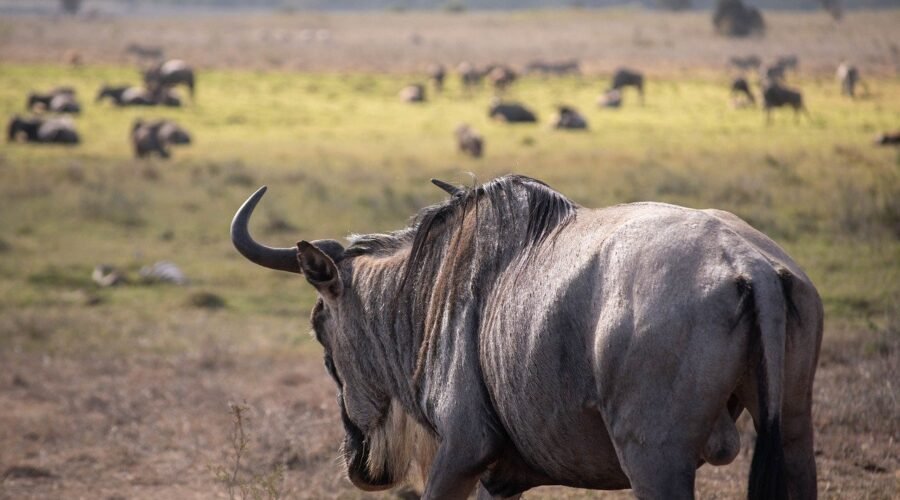 6 days greatest Serengeti wildbeest safari