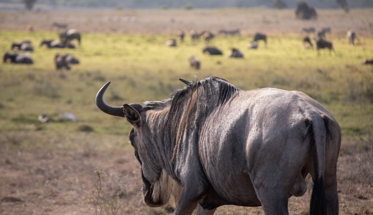 5-day Great Serengeti Migration Safari