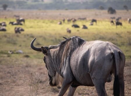 Serengeti Migration 5-Days Safari 2025