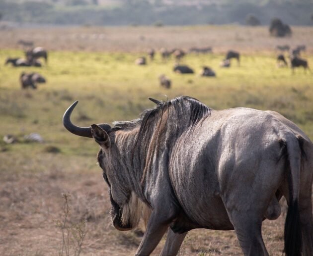 Serengeti Migration 5-Days Safari 2025