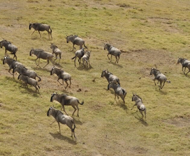 7-day Greatest Serengeti Migration Safari