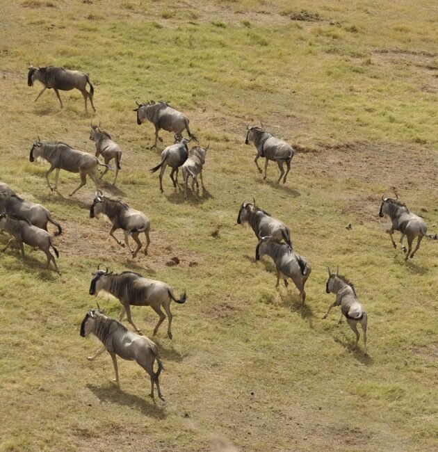 7-days Serengeti Migration Safari in Tanzania 2026/2027
