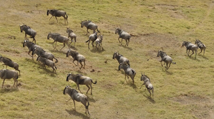 7-day Greatest Serengeti Migration Safari