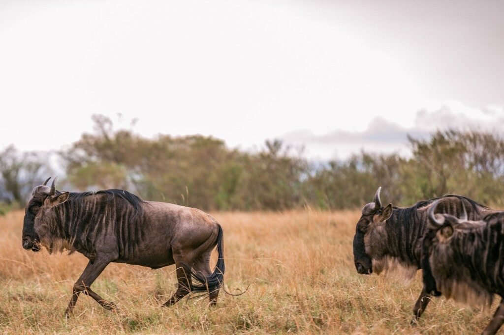 Serengeti 5-Days Wildebeest Safari 2025