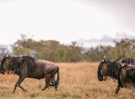 Serengeti 5-Days Wildebeest Safari 2025