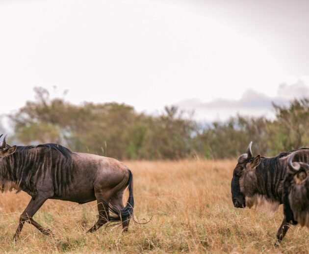 Serengeti 5-Days Wildebeest Safari 2025