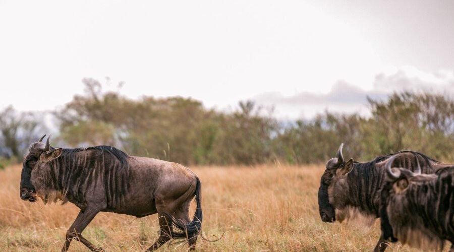 Serengeti 5-Days Wildebeest Safari 2025