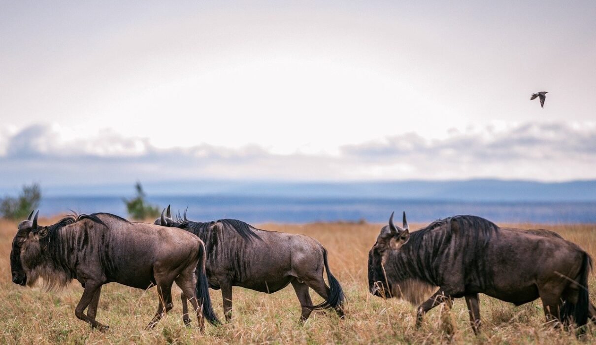 5-day Great Serengeti Migration Safari
