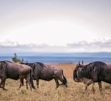 5-day Great Serengeti Migration Safari