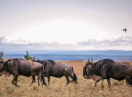 5-day Great Serengeti Migration Safari