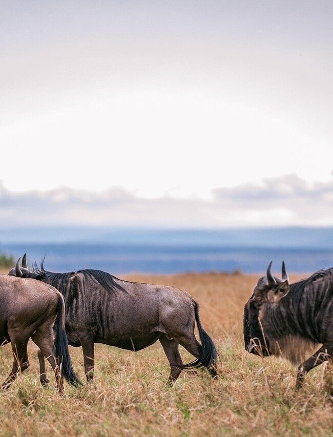 5-day Great Serengeti Migration Safari
