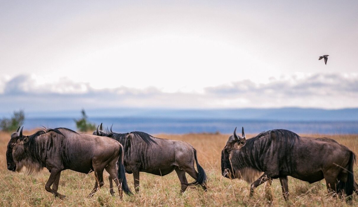 Serengeti Wildebeest Migration 5-Days Safari