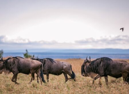 Serengeti Wildebeest Migration 5-Days Safari