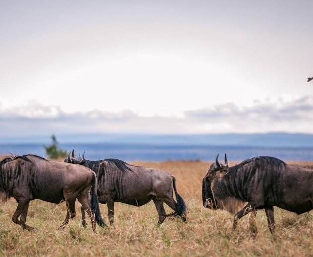 Serengeti Wildebeest Migration 5-Days Safari
