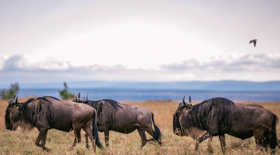Serengeti Wildebeest Migration 5-Days Safari