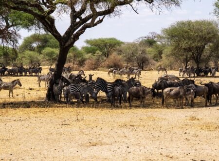 4-day Serengeti Private Migration Safari