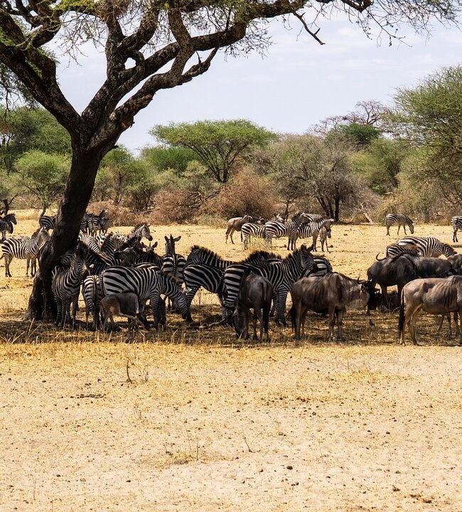 4-day Serengeti Private Migration Safari