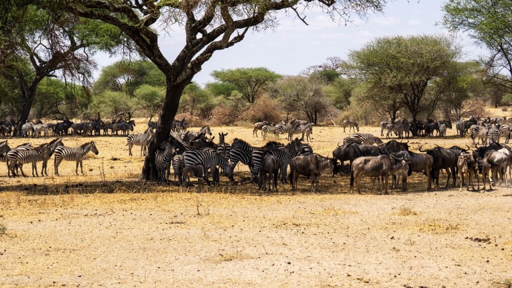 4-day Serengeti Greatest Migration Safari