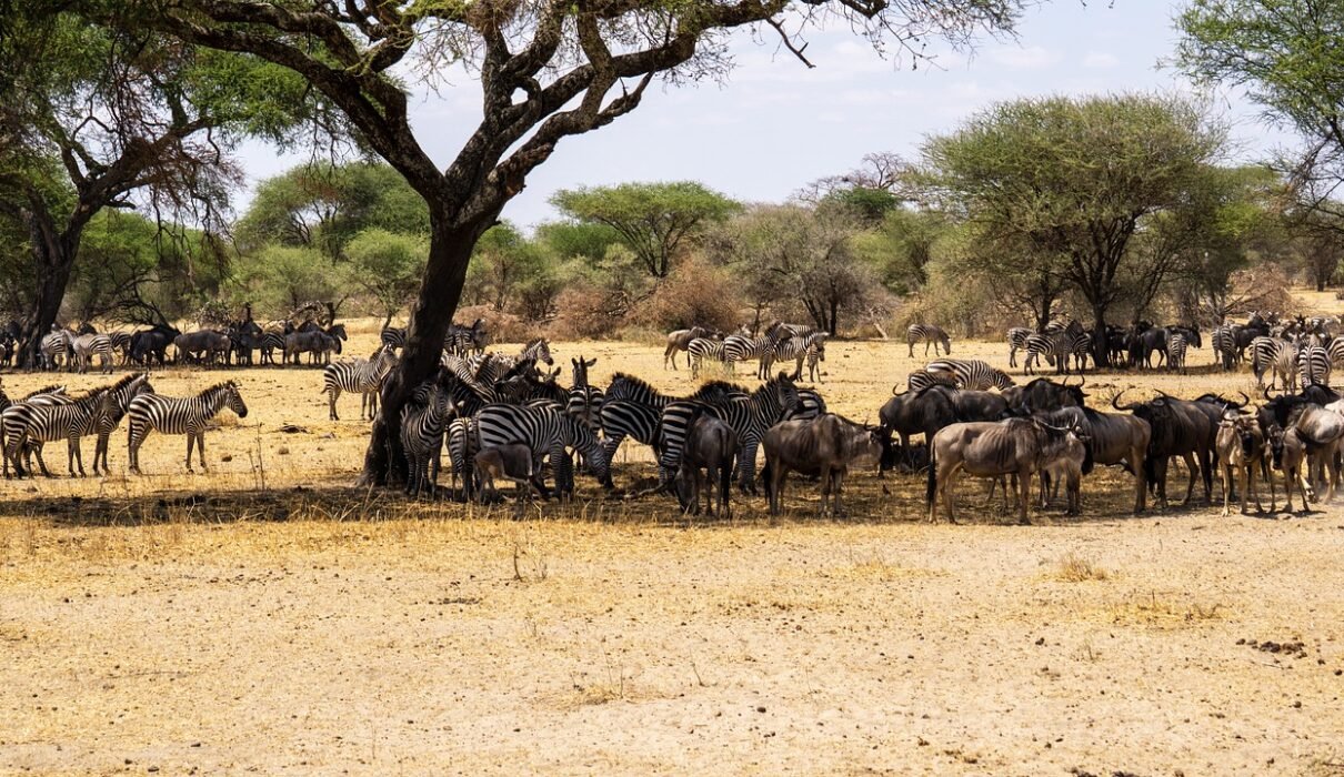 4-day Serengeti Greatest Migration Safari