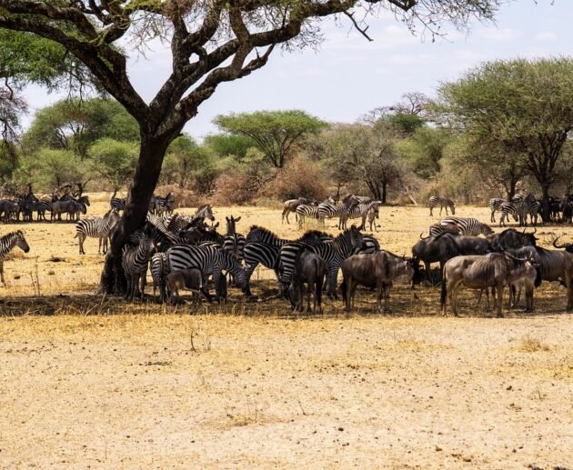 4-day Serengeti Greatest Migration Safari