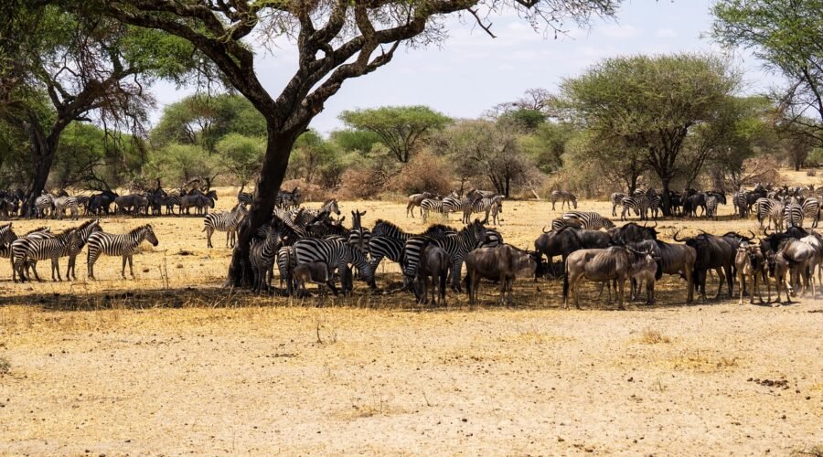 4-day Serengeti Greatest Migration Safari