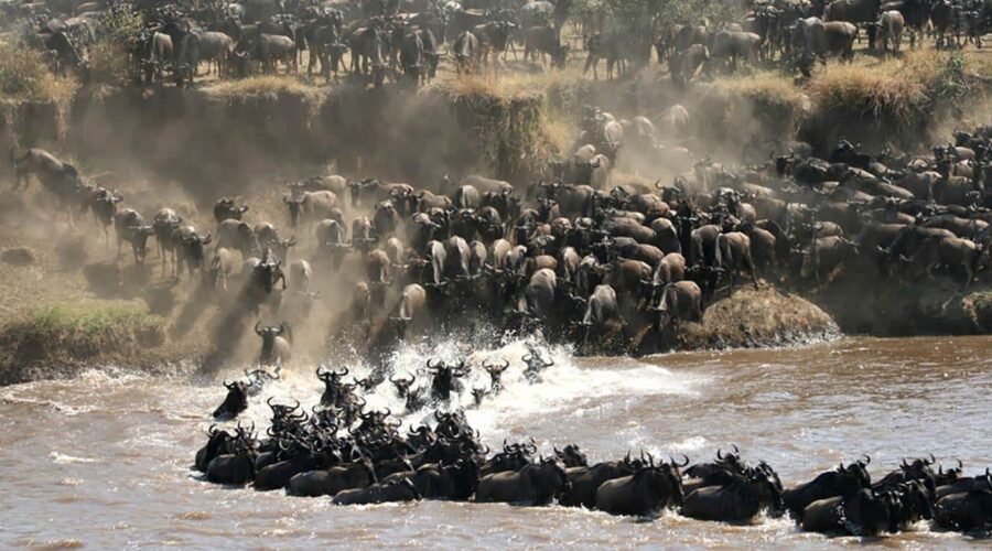 8-day Greatest Serengeti Migration Safari