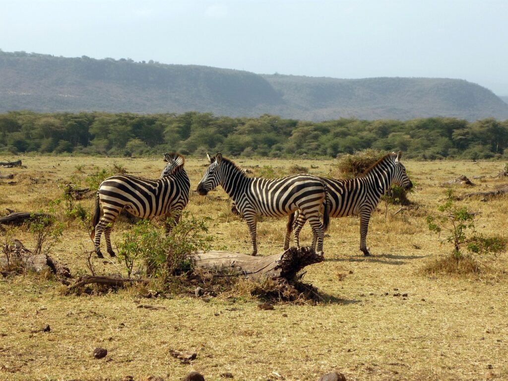 2 days Tanzania safari to Lake Manyara and Ngorongoro crater