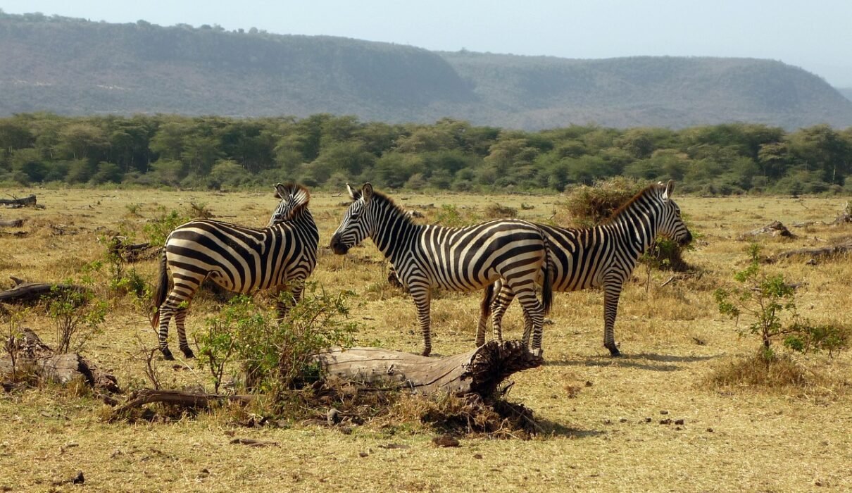 2 days Tanzania safari to Lake Manyara and Ngorongoro crater